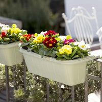 Bama – Schwalbenpflanzer – Salbei 