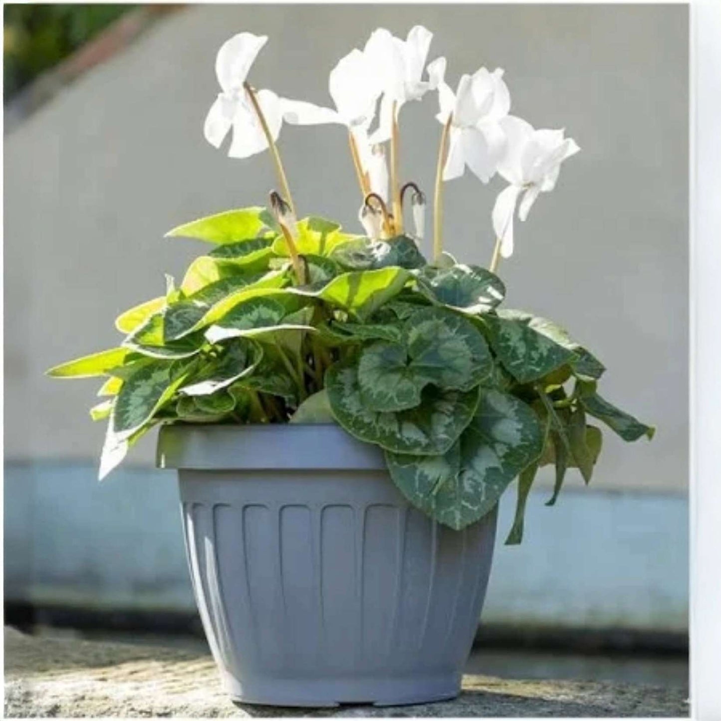 Bama – Vase mit Untertasse – Modell Roma – Farbe Grau 