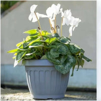 Bama – Vase mit Untertasse – Modell Roma – Farbe Grau 