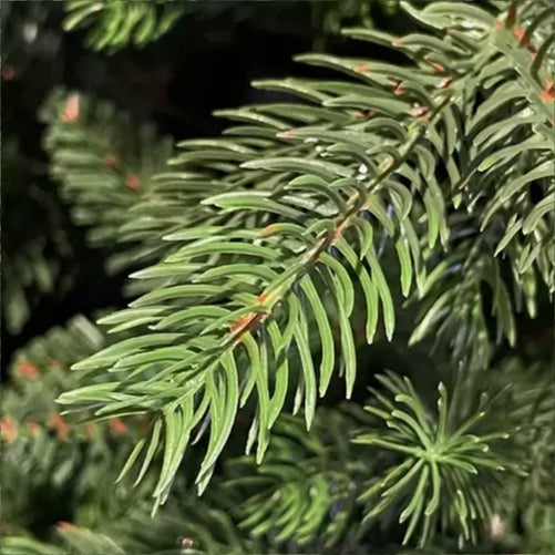 Albero di Natale “Winter Elegance” CM.210 PE+PVC – 1418 Rami per un Effetto Naturale, Diametro 124 cm