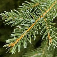 Albero di Natale 210 cm Modello: Gaetano con Luci LED – 1874 Rami Ultra Realistici, Montaggio ad Ombrello, Ø137 cm – Alta Qualità & Magia Natalizia